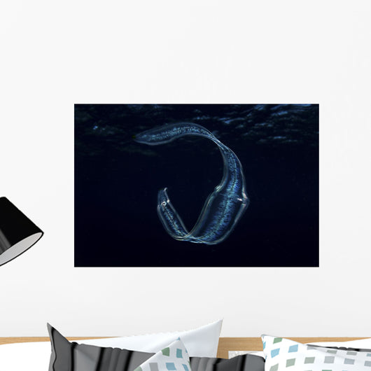 Irridescent Venus Girdle Drifting in Water Wall Decal