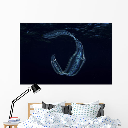 Irridescent Venus Girdle Drifting in Water Wall Decal