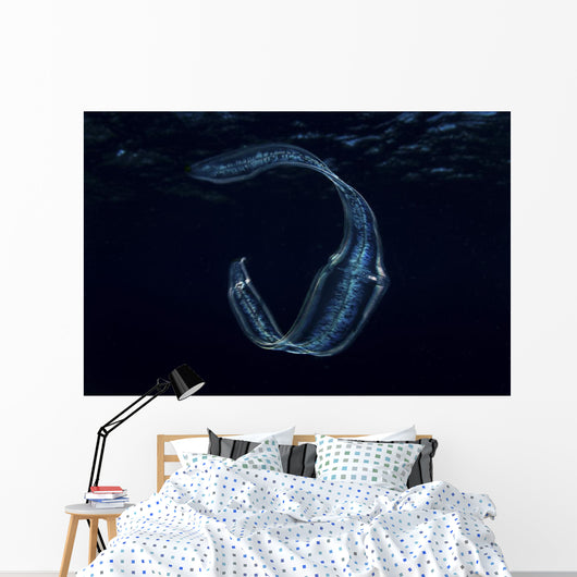Irridescent Venus Girdle Drifting in Water Wall Decal