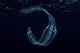 Irridescent Venus Girdle Drifting in Water Wall Decal