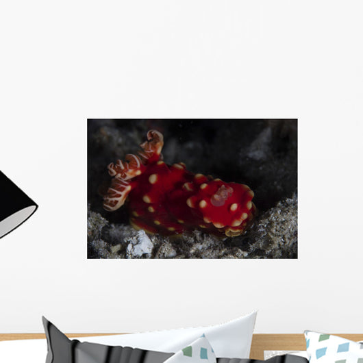 Beautiful Nudibranch Crawls across Wall Decal