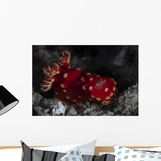 Beautiful Nudibranch Crawls across Wall Decal