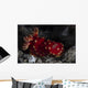 Beautiful Nudibranch Crawls across Wall Decal