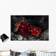 Beautiful Nudibranch Crawls across Wall Decal