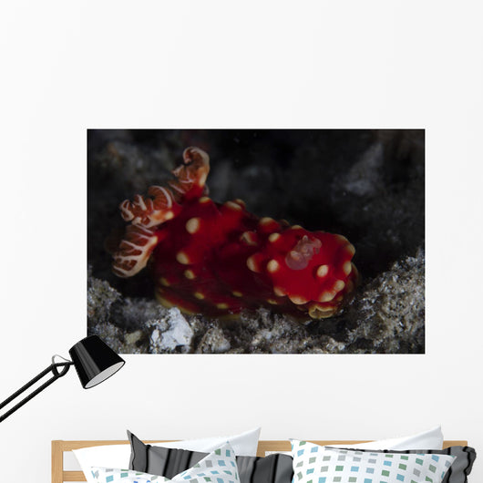 Beautiful Nudibranch Crawls across Wall Decal