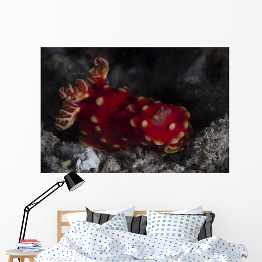 Beautiful Nudibranch Crawls across Wall Decal