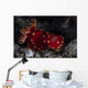 Beautiful Nudibranch Crawls across Wall Decal