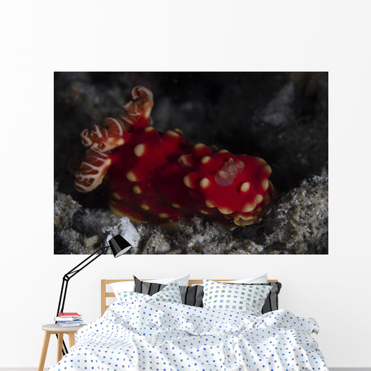 Beautiful Nudibranch Crawls across Wall Decal