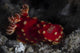 Beautiful Nudibranch Crawls across Wall Decal