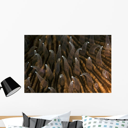 Detail Beautiful Tentacles Mushroom Wall Decal