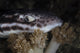Coral Catshark Rests Seafloor Wall Decal