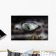 Coral Catshark Rests Seafloor Eye Wall Decal