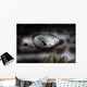 Coral Catshark Rests Seafloor Eye Wall Decal