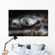 Coral Catshark Rests Seafloor Eye Wall Decal
