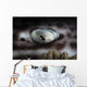 Coral Catshark Rests Seafloor Eye Wall Decal