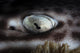 Coral Catshark Rests Seafloor Eye Wall Decal