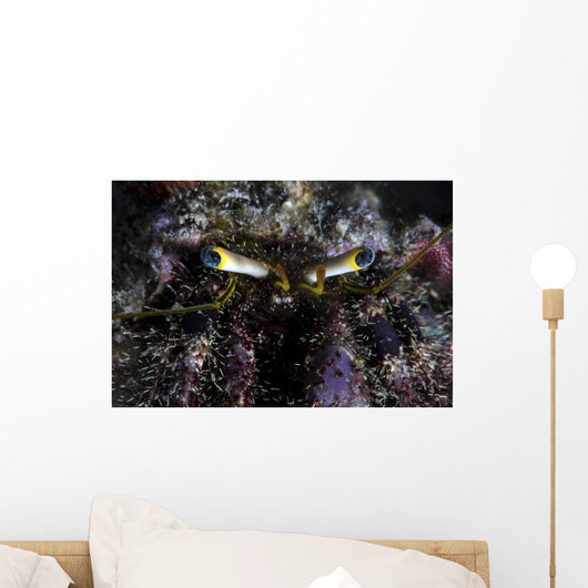 Hermit Crab Crawls over Wall Decal