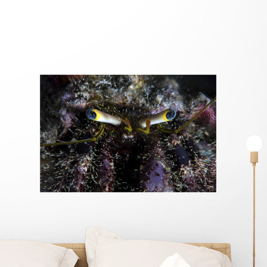Hermit Crab Crawls over Wall Decal