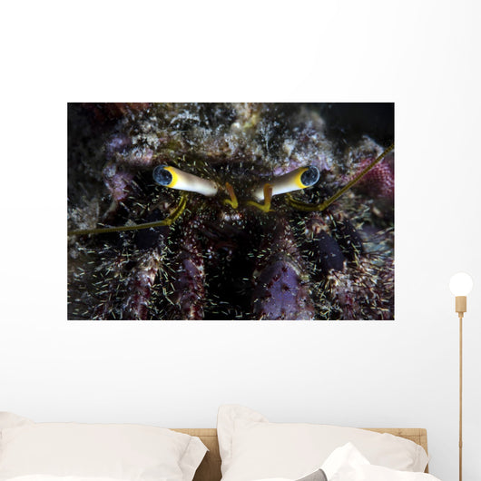 Hermit Crab Crawls over Wall Decal