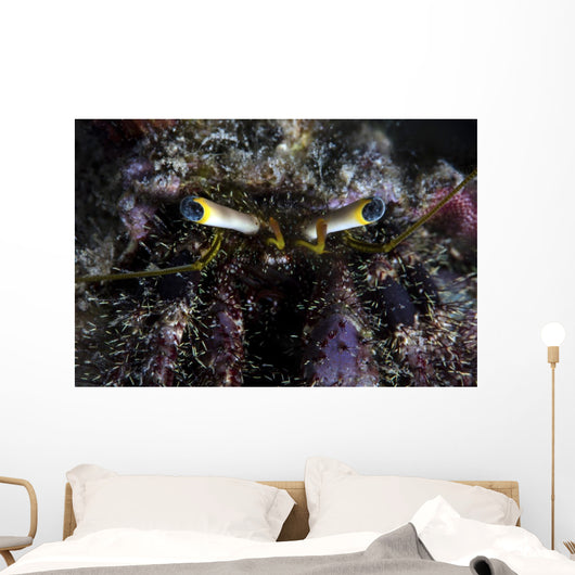 Hermit Crab Crawls over Wall Decal