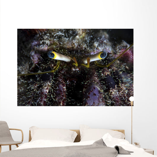 Hermit Crab Crawls over Wall Decal