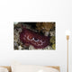 Forskal's Pleurobranch Crawls Night Wall Decal