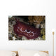 Forskal's Pleurobranch Crawls Night Wall Decal