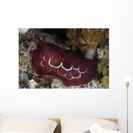 Forskal's Pleurobranch Crawls Night Wall Decal