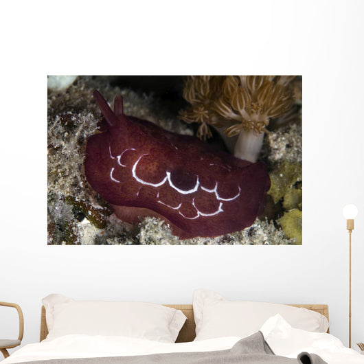 Forskal's Pleurobranch Crawls Night Wall Decal