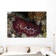 Forskal's Pleurobranch Crawls Night Wall Decal