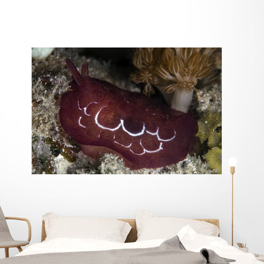 Forskal's Pleurobranch Crawls Night Wall Decal