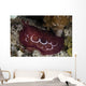 Forskal's Pleurobranch Crawls Night Wall Decal