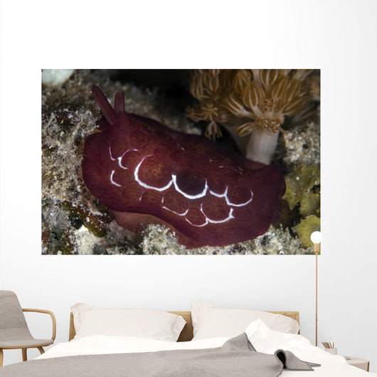 Forskal's Pleurobranch Crawls Night Wall Decal