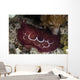 Forskal's Pleurobranch Crawls Night Wall Decal