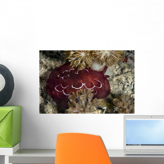 Forskal's Pleurobranch Crawls Night Top View Wall Decal