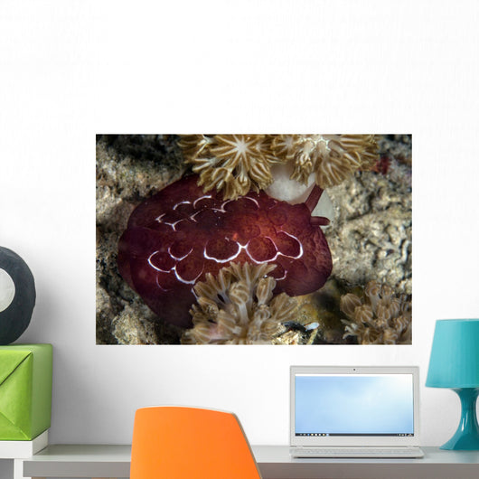 Forskal's Pleurobranch Crawls Night Top View Wall Decal