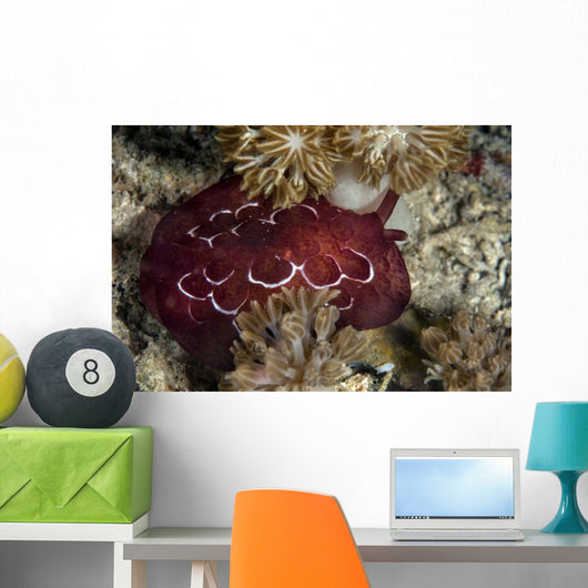Forskal's Pleurobranch Crawls Night Top View Wall Decal