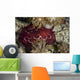 Forskal's Pleurobranch Crawls Night Top View Wall Decal