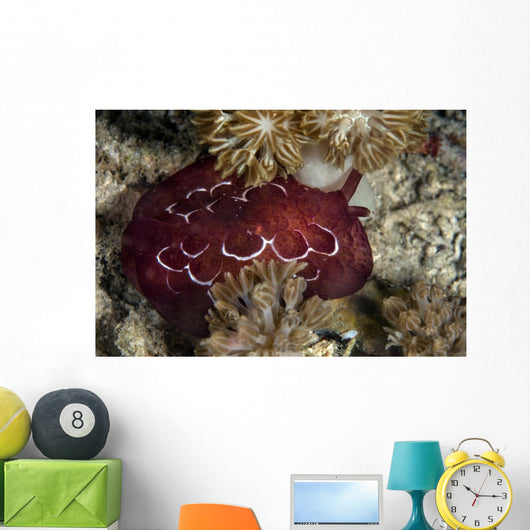 Forskal's Pleurobranch Crawls Night Top View Wall Decal