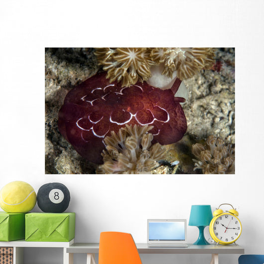 Forskal's Pleurobranch Crawls Night Top View Wall Decal