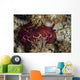 Forskal's Pleurobranch Crawls Night Top View Wall Decal