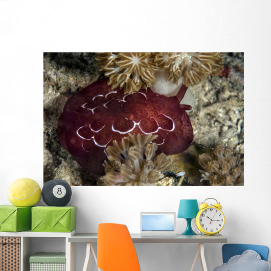 Forskal's Pleurobranch Crawls Night Top View Wall Decal