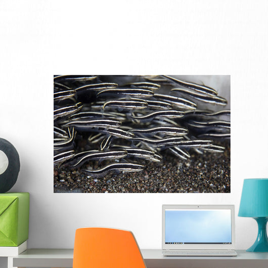 School Juvenile Striped Eel Close-up Wall Decal