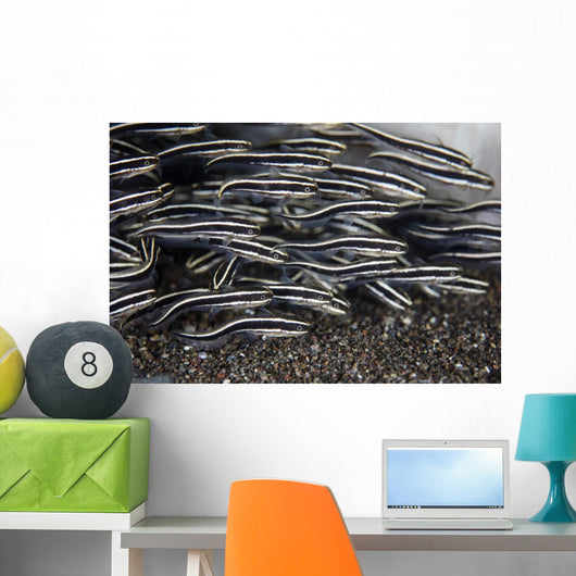School Juvenile Striped Eel Close-up Wall Decal