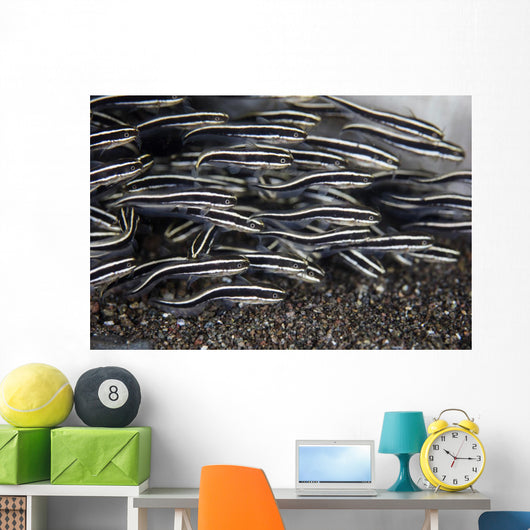 School Juvenile Striped Eel Close-up Wall Decal