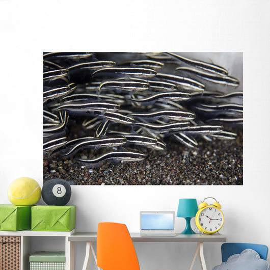School Juvenile Striped Eel Close-up Wall Decal