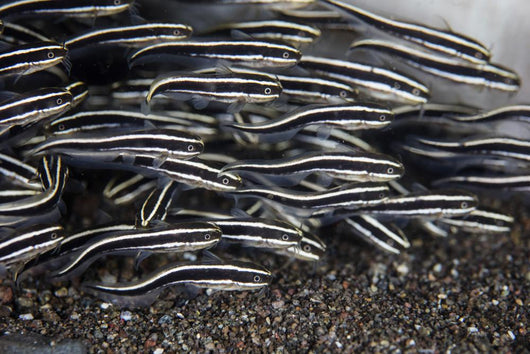 School Juvenile Striped Eel Close-up Wall Decal
