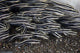 School Juvenile Striped Eel Close-up Wall Decal