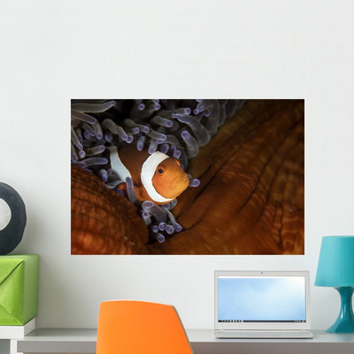 False Clownfish Swims in Anemone Wall Decal shown on a wall