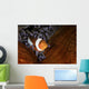 False Clownfish Swims in Anemone Wall Decal